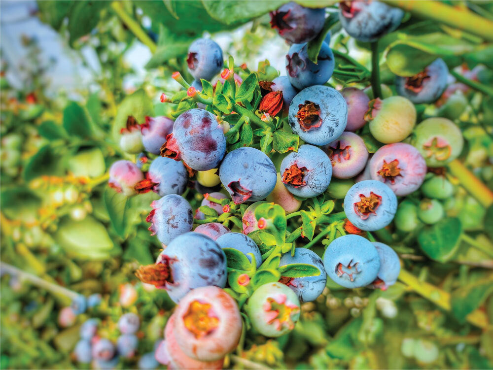 Arandanos - Blue Berries